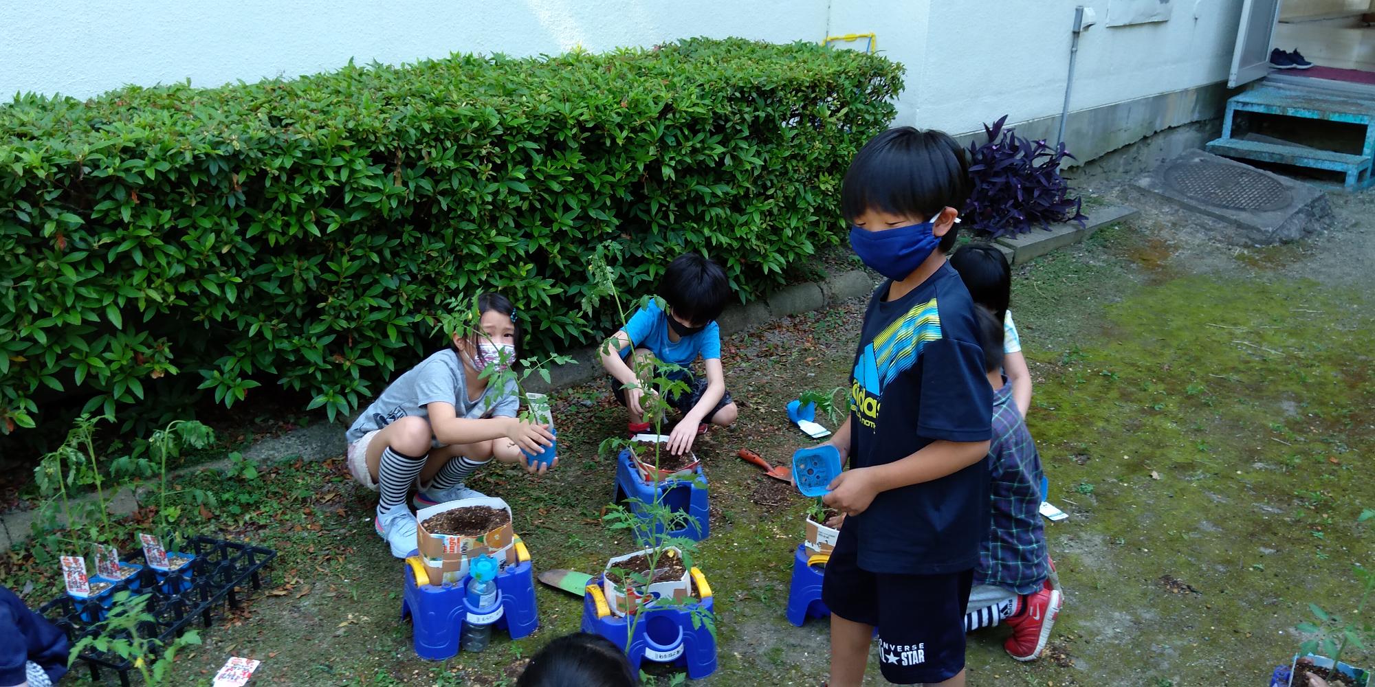 トマトの植え付け