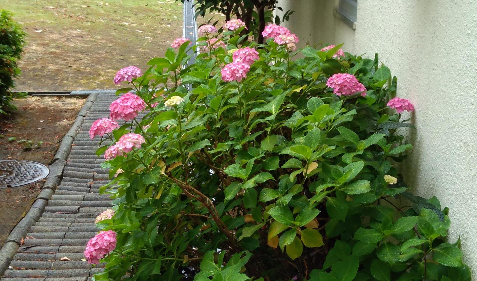 梅雨になりました