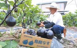 平成13年6月の鳥飼なすの収穫の写真