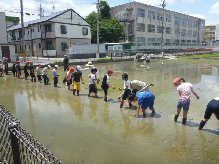5年田植え