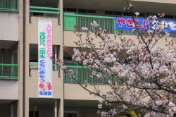 摂津市立第二中学校の校舎と桜の木が写っている写真。桜の花が咲いており、校舎の壁には「入学おめでとう」などのメッセージが書かれた横断幕がかかっている。