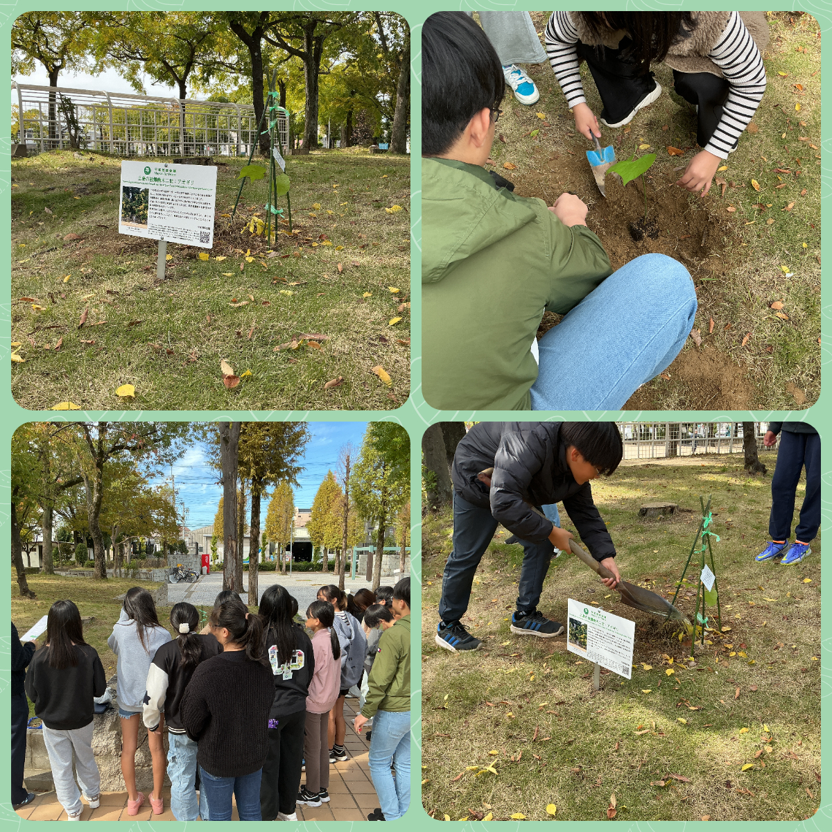 11046年生あおぎり植樹