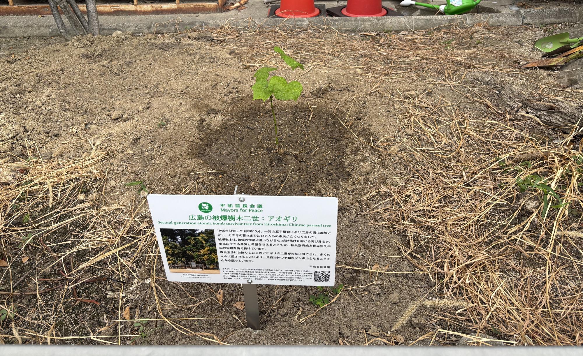 鳥飼北小学校植樹