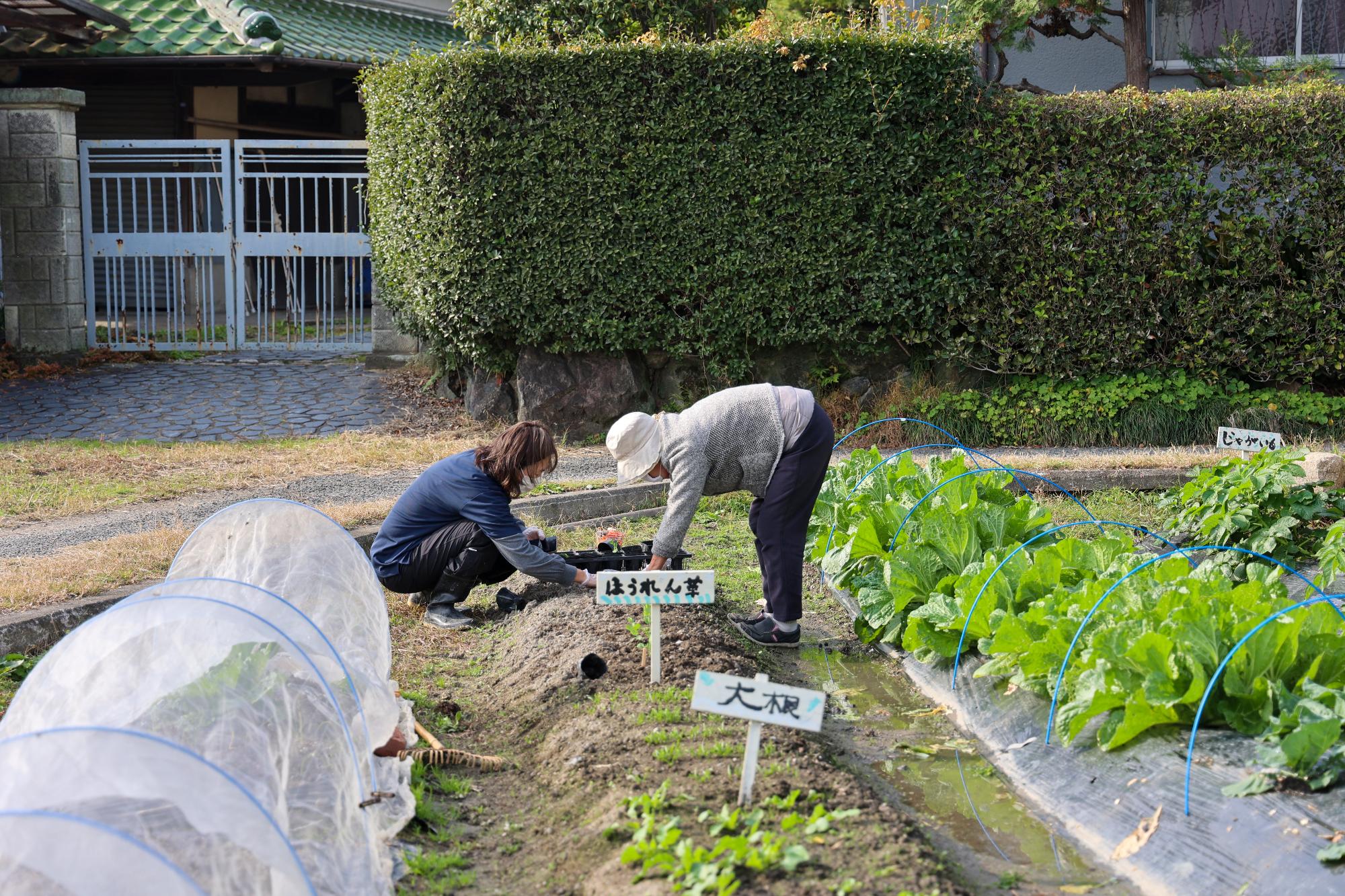 デイサービスの利用者が畑仕事を楽しんでいる