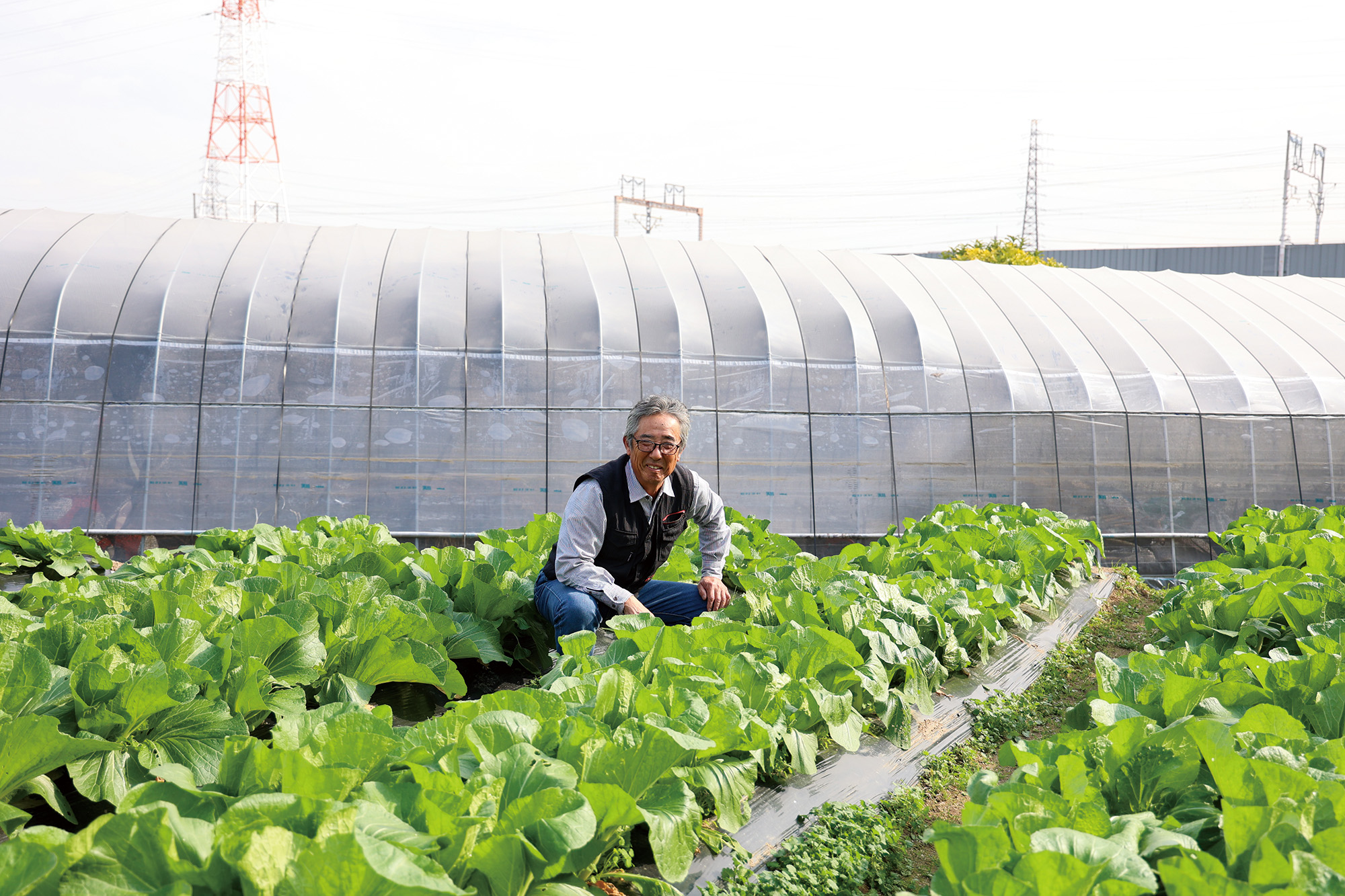 鳥飼東小学校の児童が植え付けた白菜