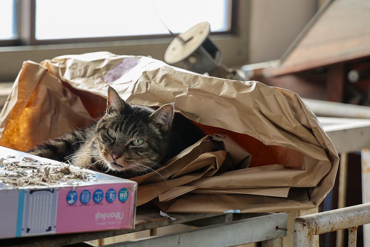 飼い猫の「ミーコ」