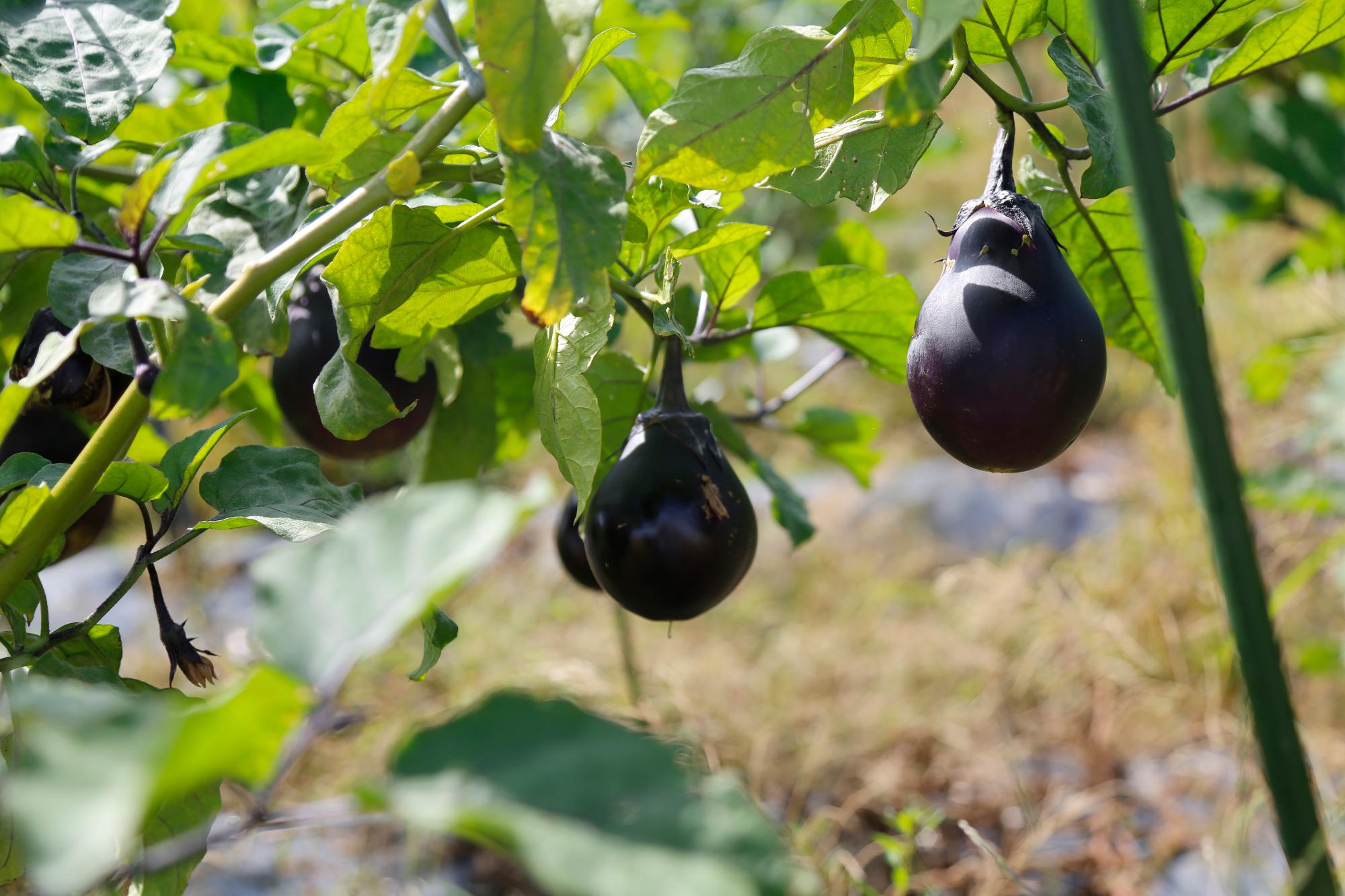 摂津市の誇る伝統野菜「鳥飼なす」