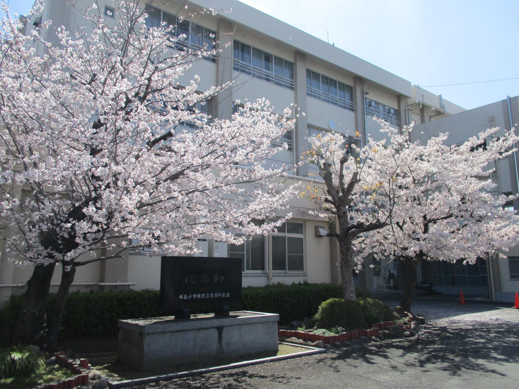 桜満開