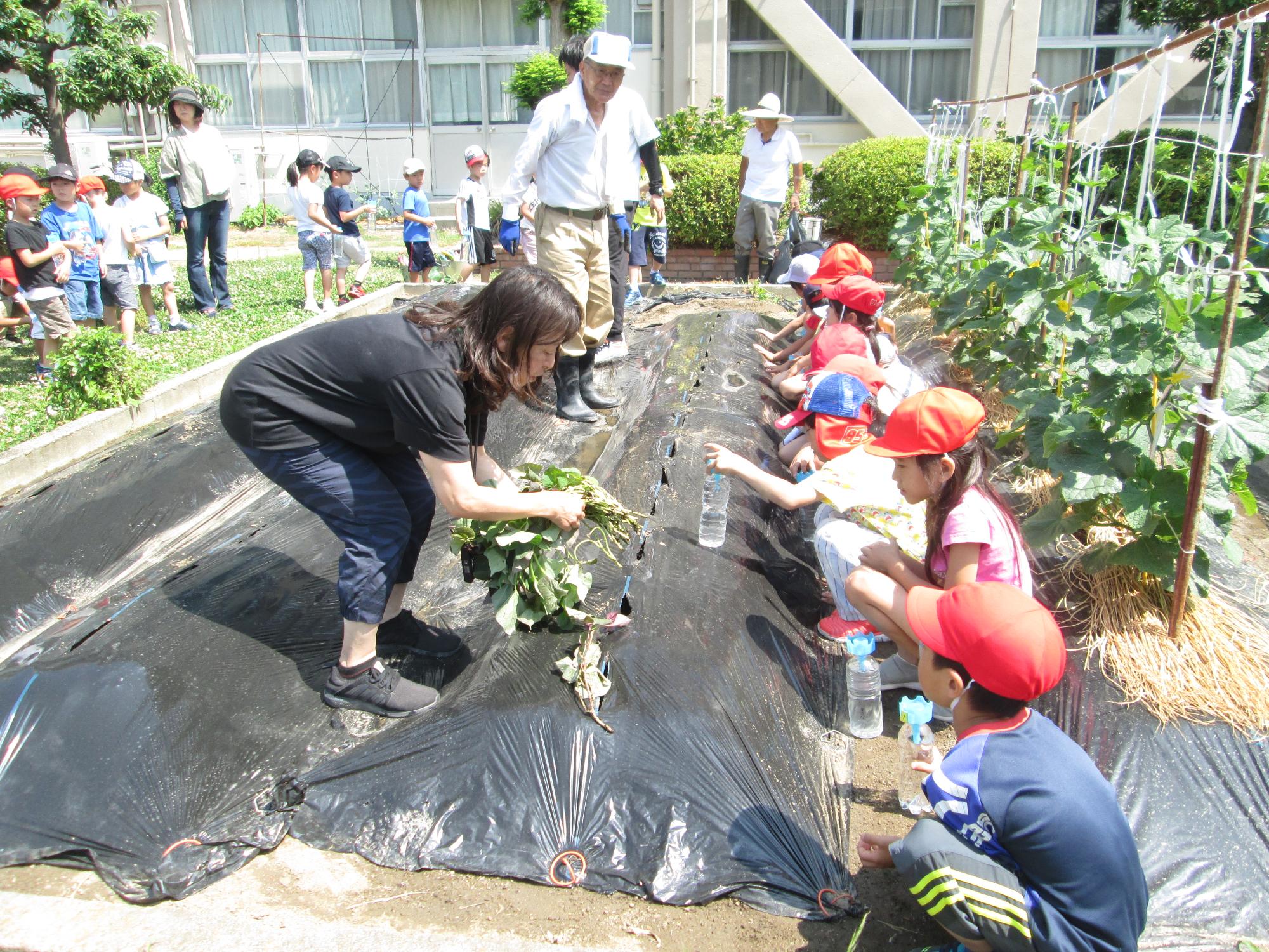 1年生2年生サツマイモの植え付け