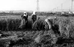 昭和39年の稲刈り風景の写真