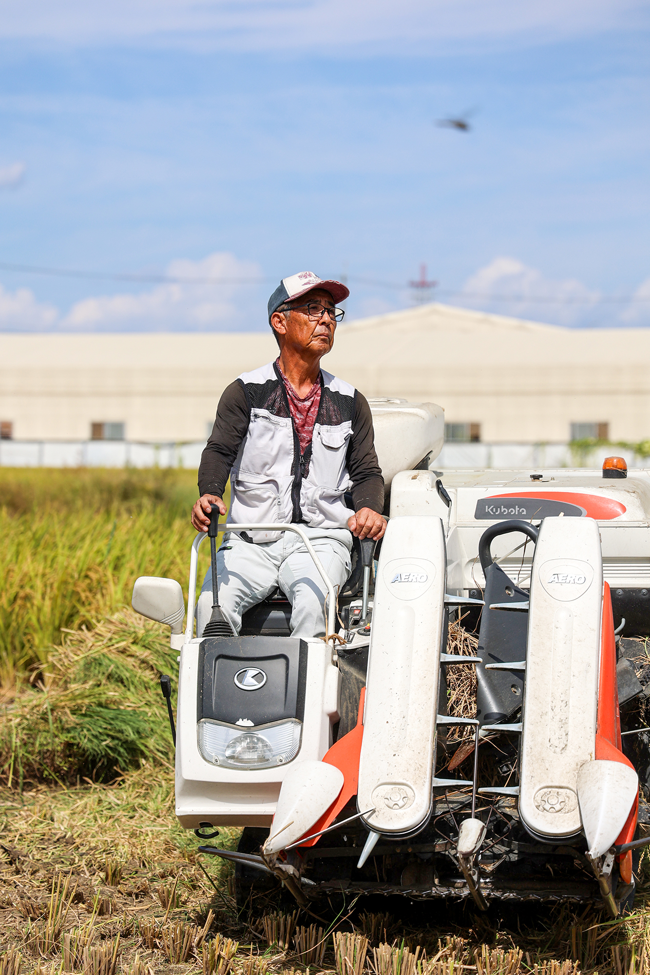 稲刈りをする渡邊さん