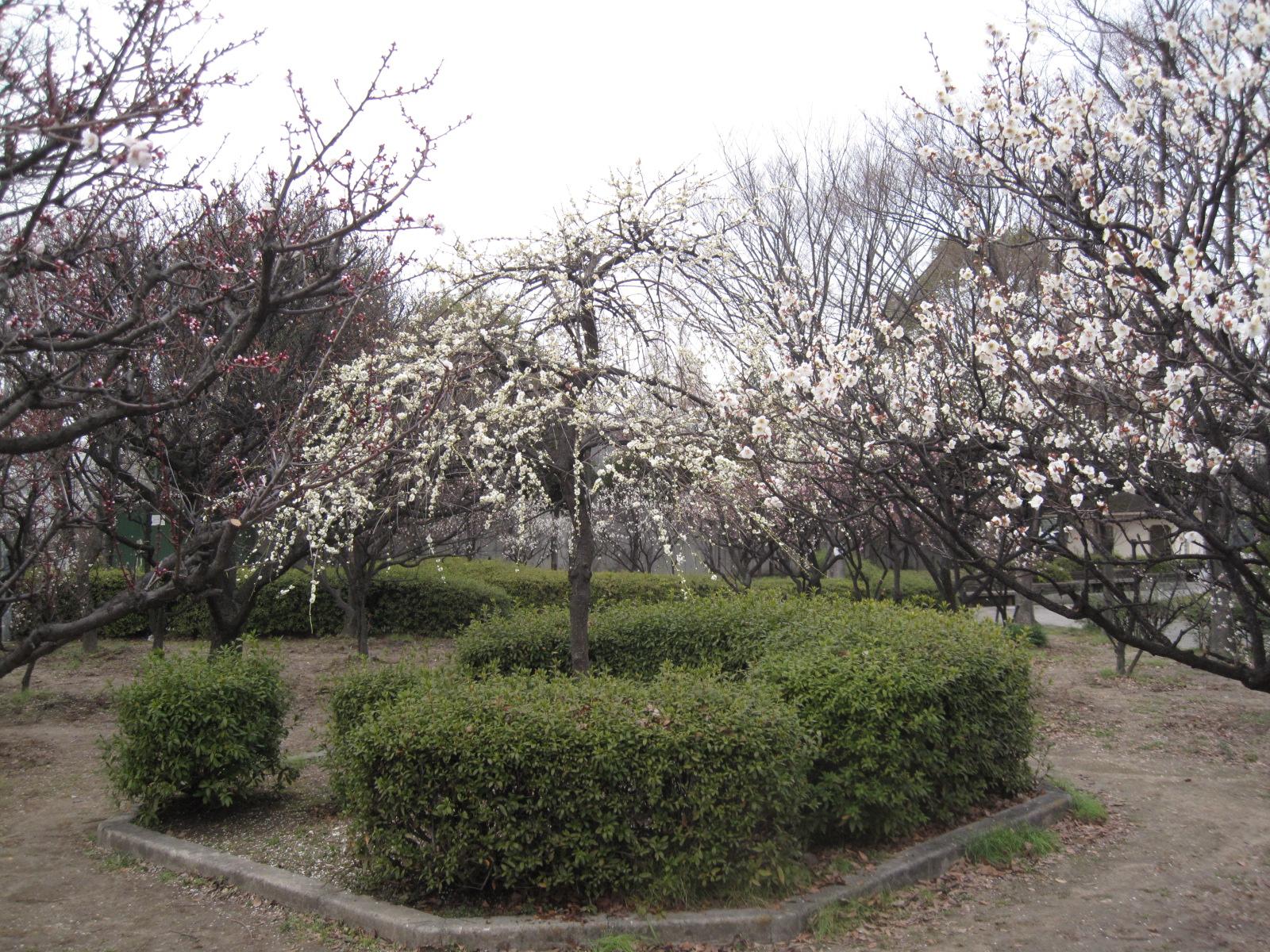 満開の梅の花の写真