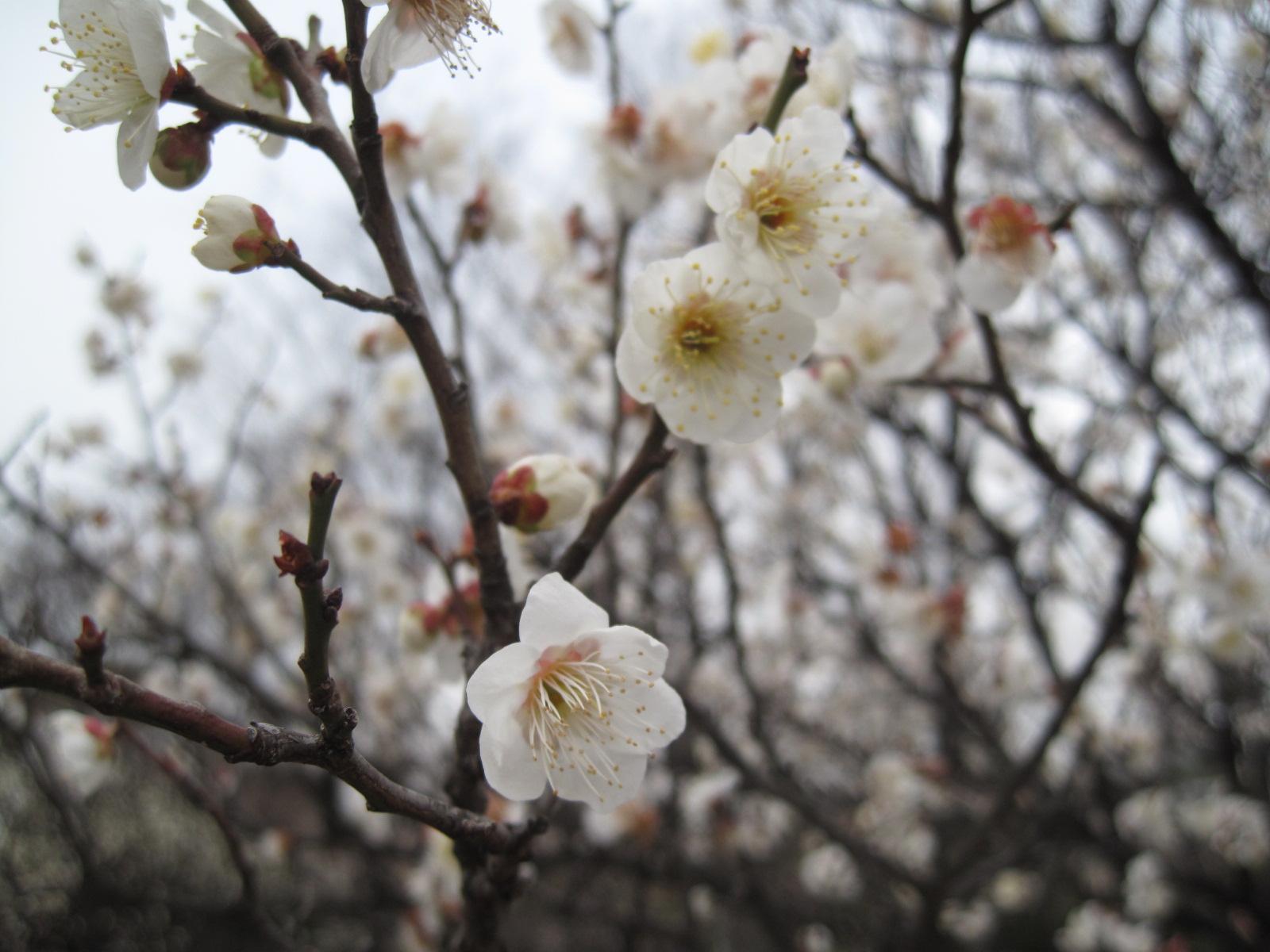 梅の花の近景