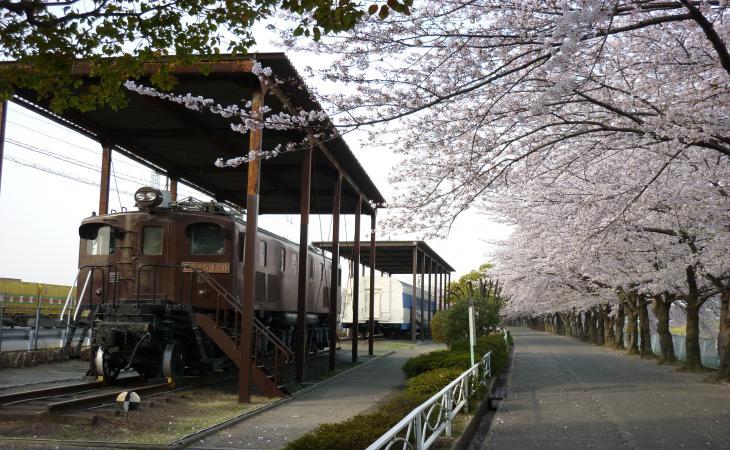 満開の桜の横に据えられた電気機関車の写真