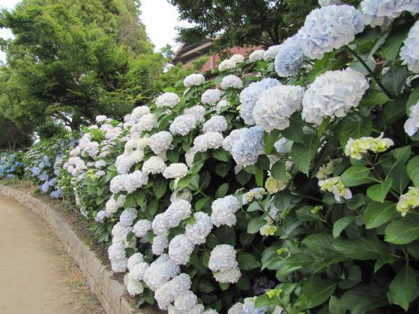 園路横、満開のアジサイの写真