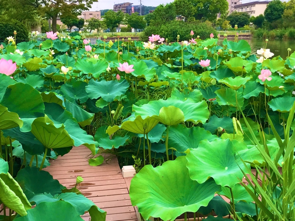 市場池オアシス広場のハス1