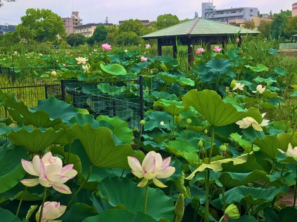 市場池オアシス広場のハス6