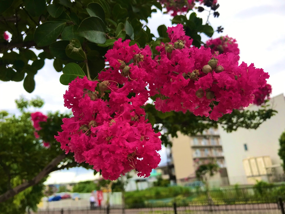 明和池公園のサルスベリ1