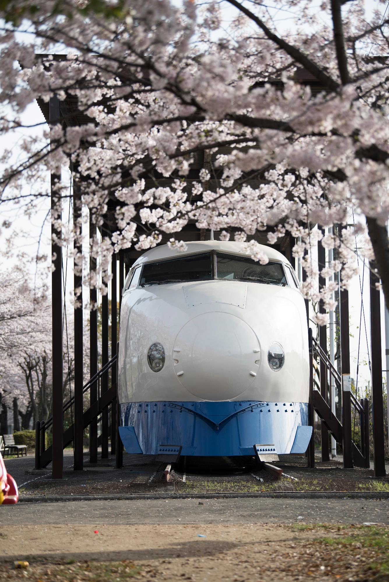 桜のトンネルの下の0系新幹線車両の写真