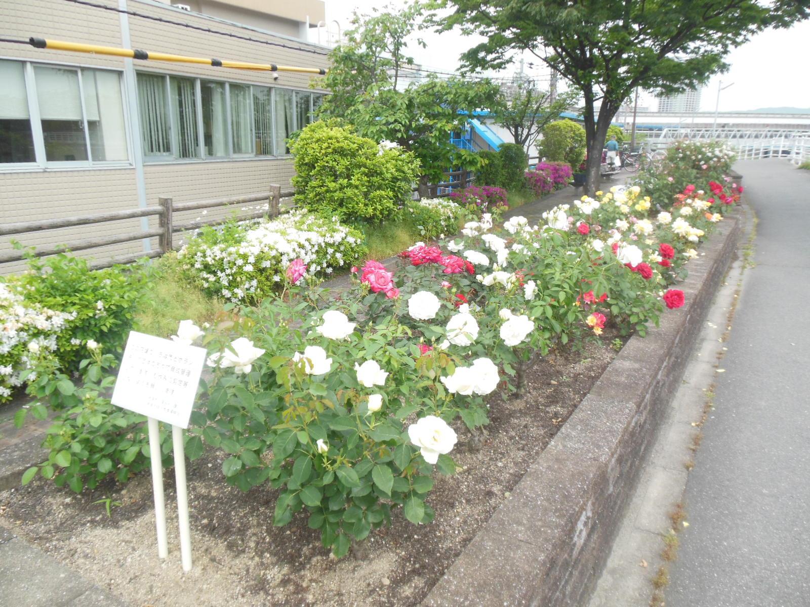 きれいに咲いた花壇の薔薇の写真