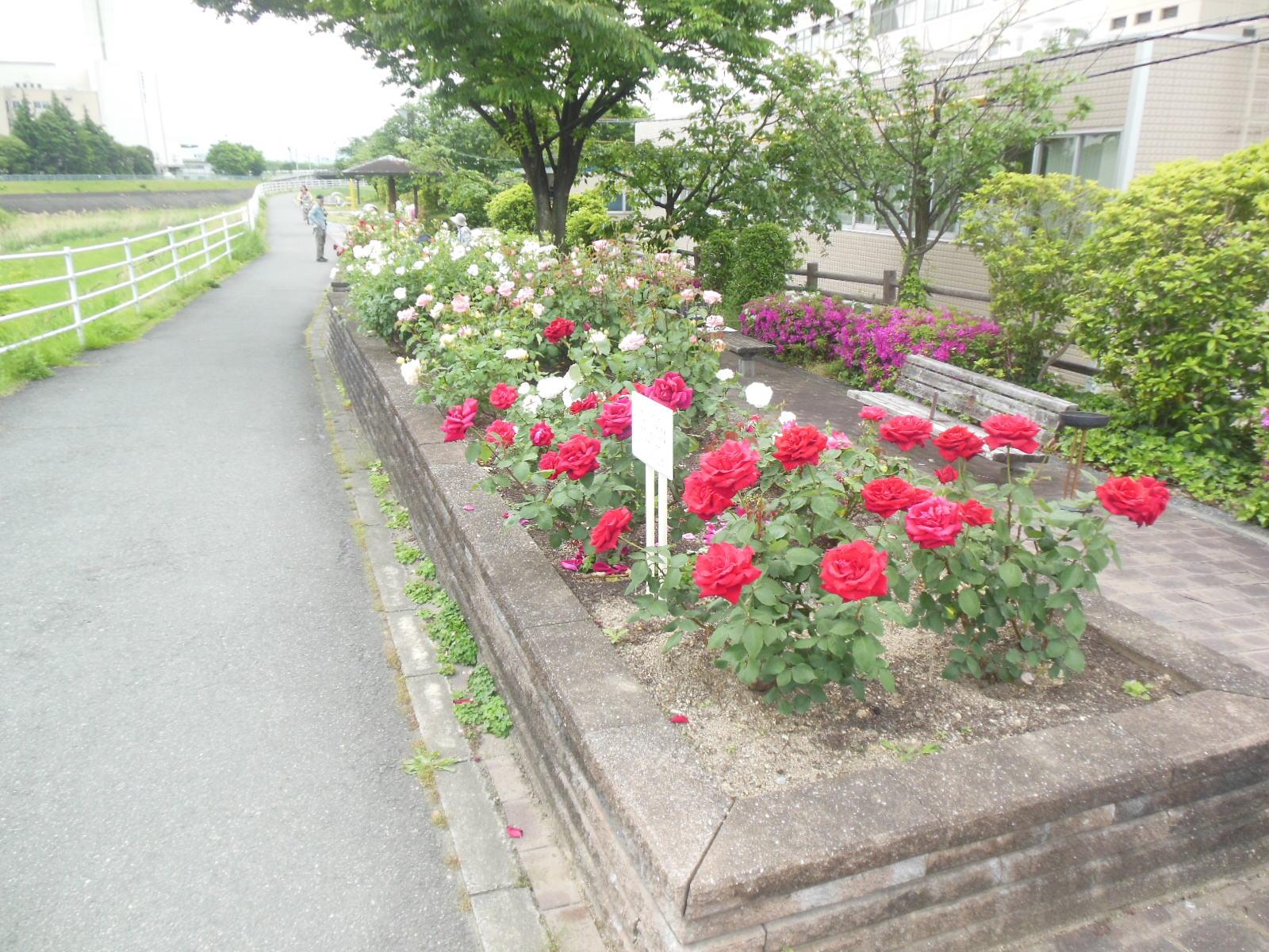 きれいに咲いた花壇の薔薇の写真