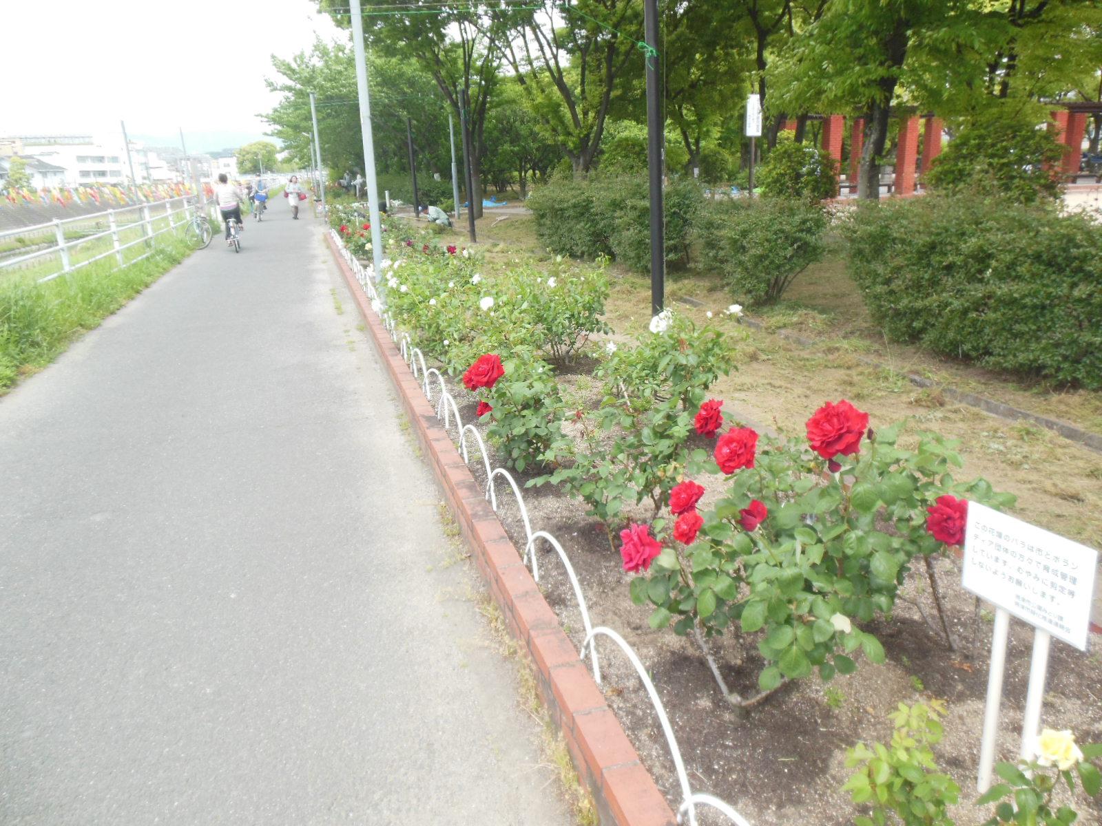 遊歩道横に赤いバラの咲く花壇の写真