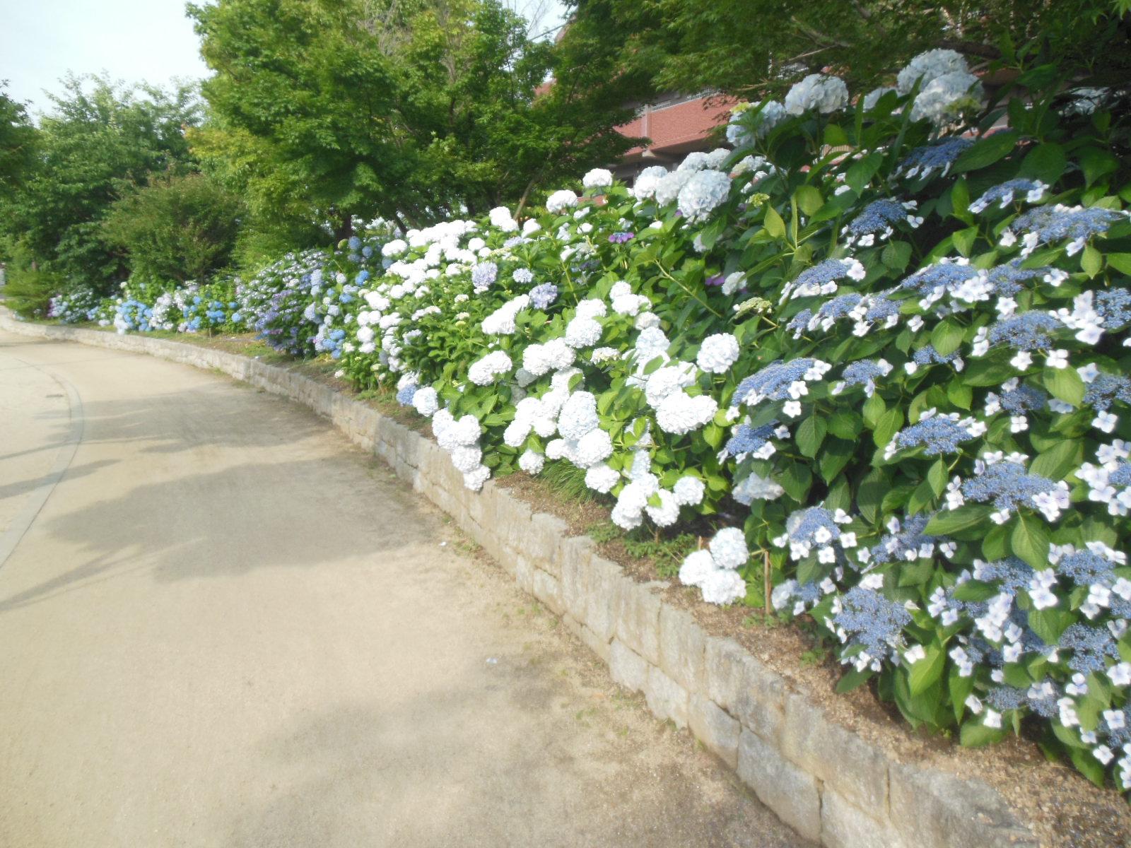 市場池オアシス広場遊歩道横、満開のアジサイの写真