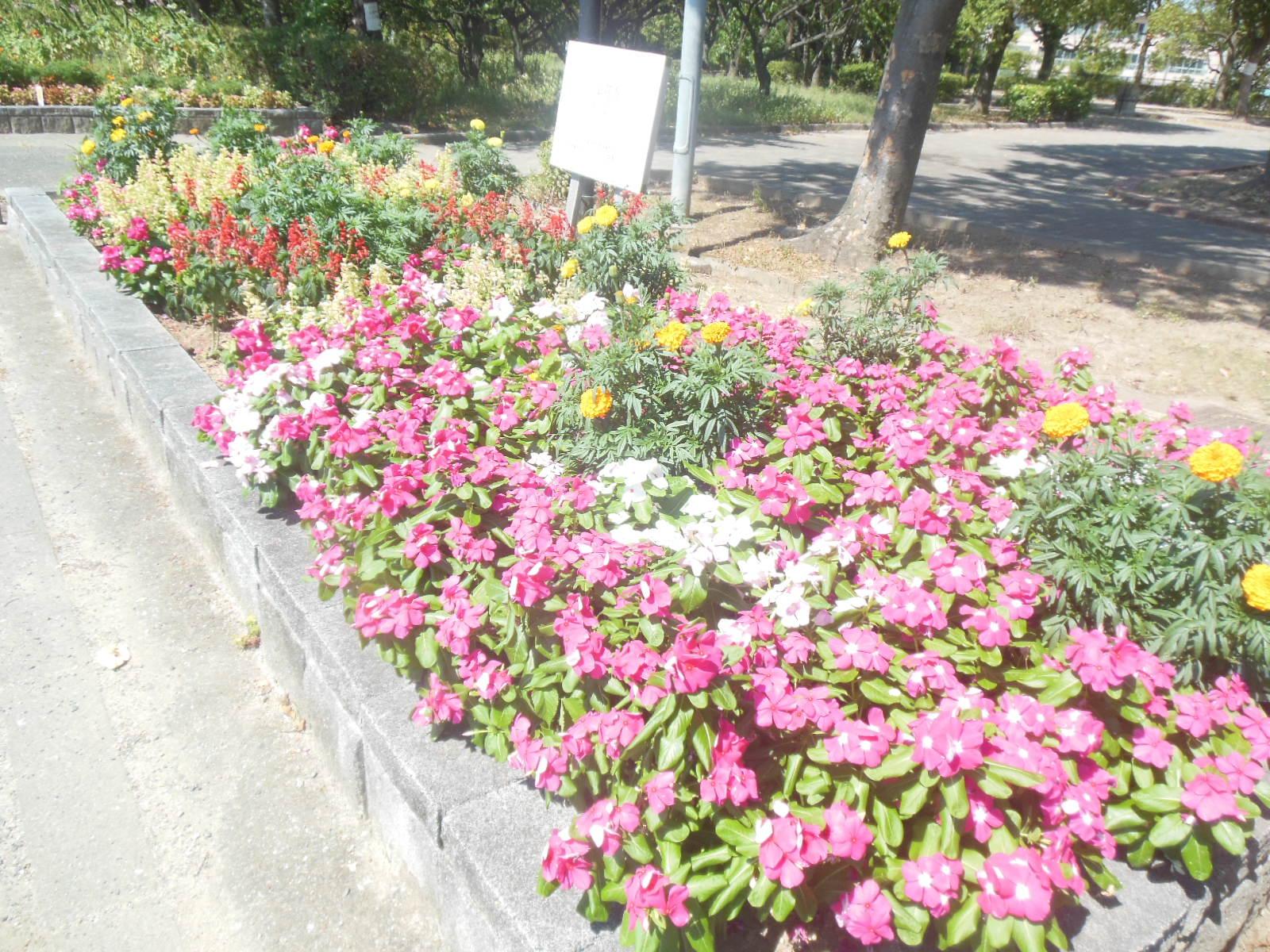 ピンクの花が咲いている平和公園の花壇の写真