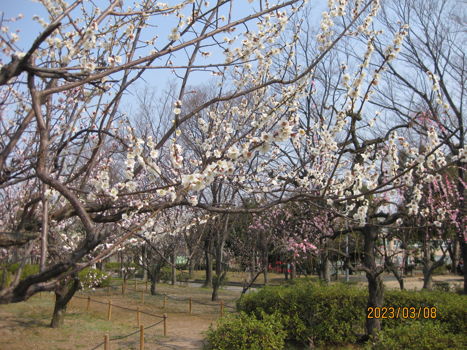 平和公園の梅