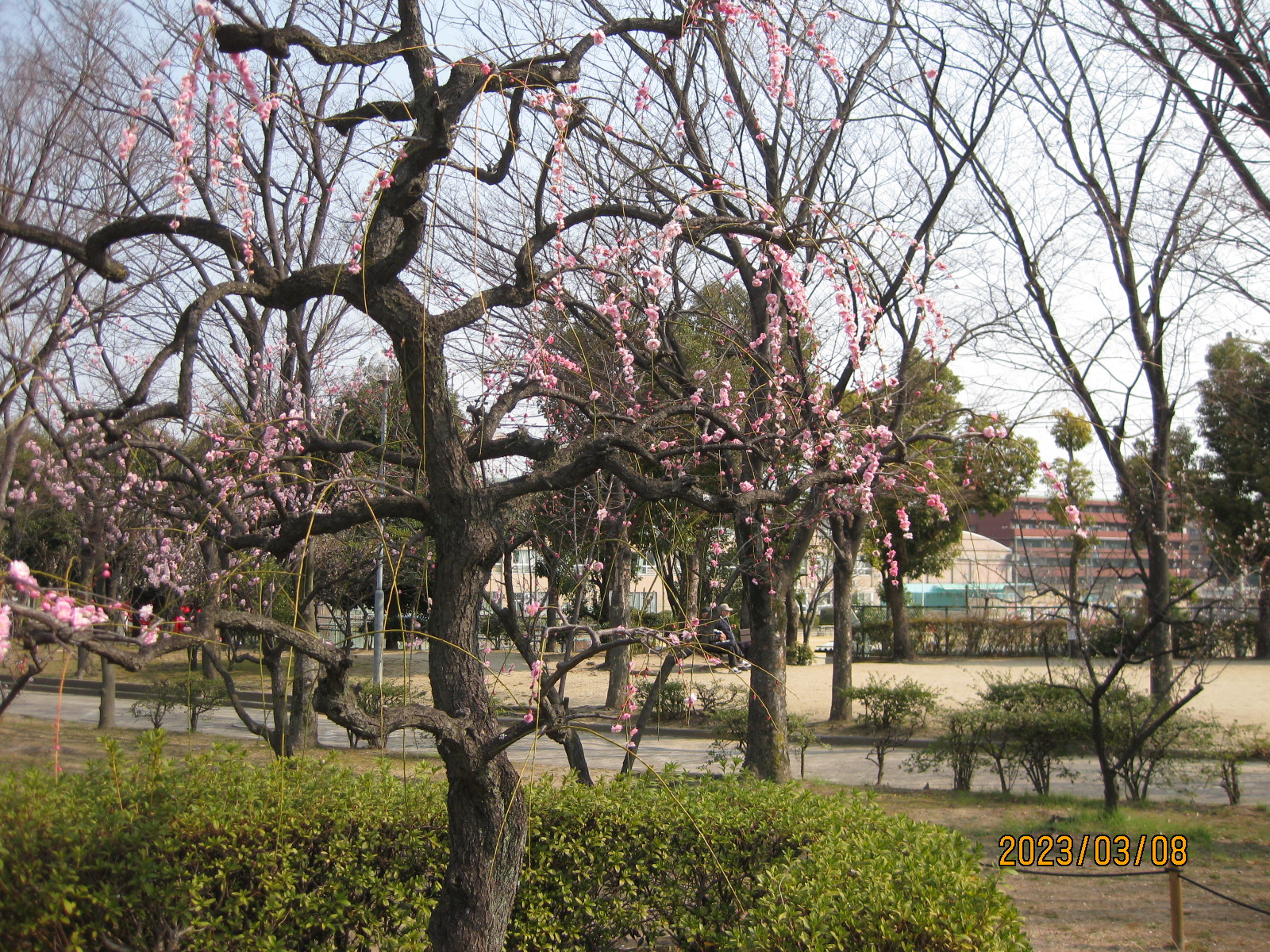 平和公園の梅