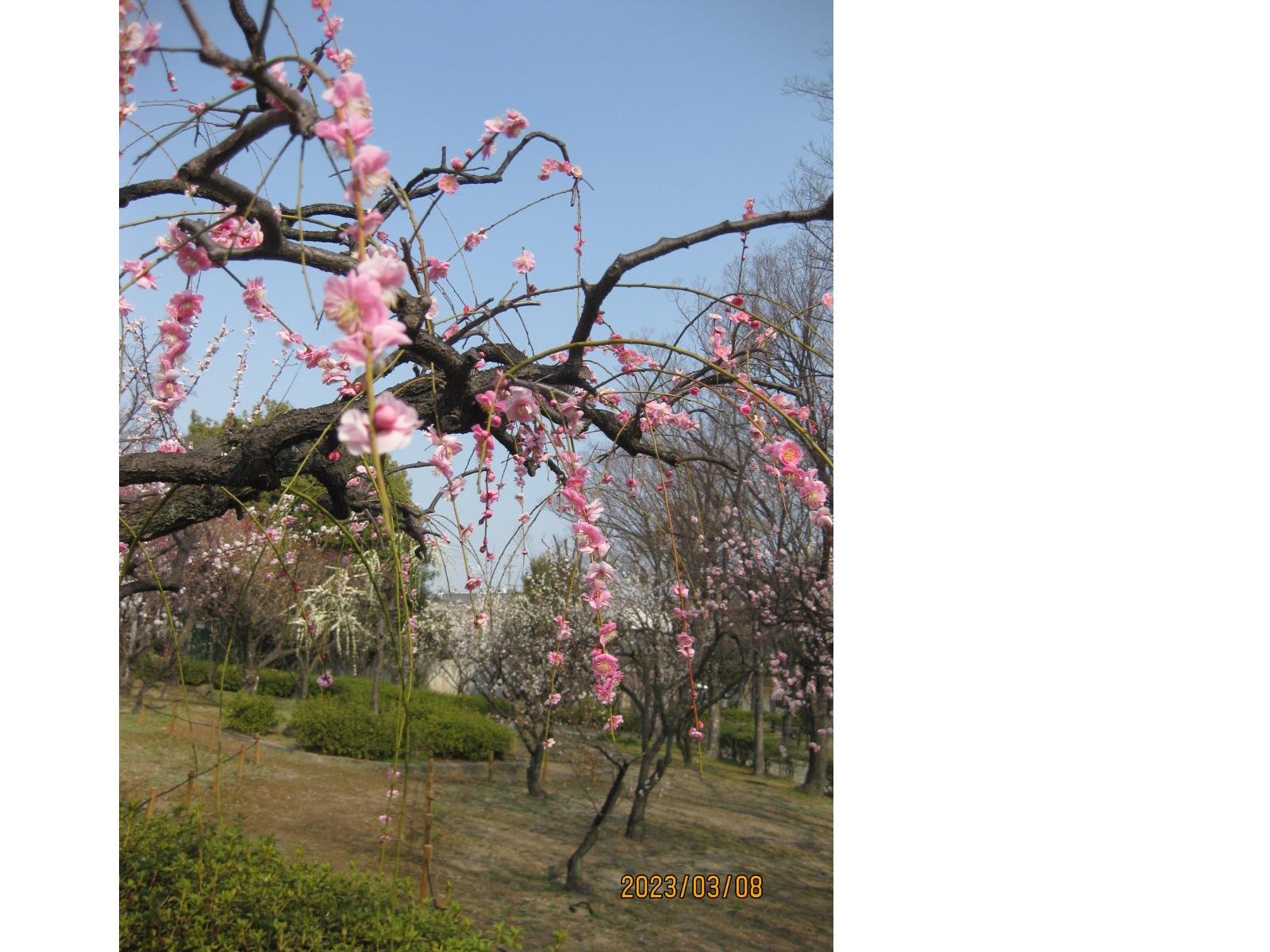 平和公園の梅