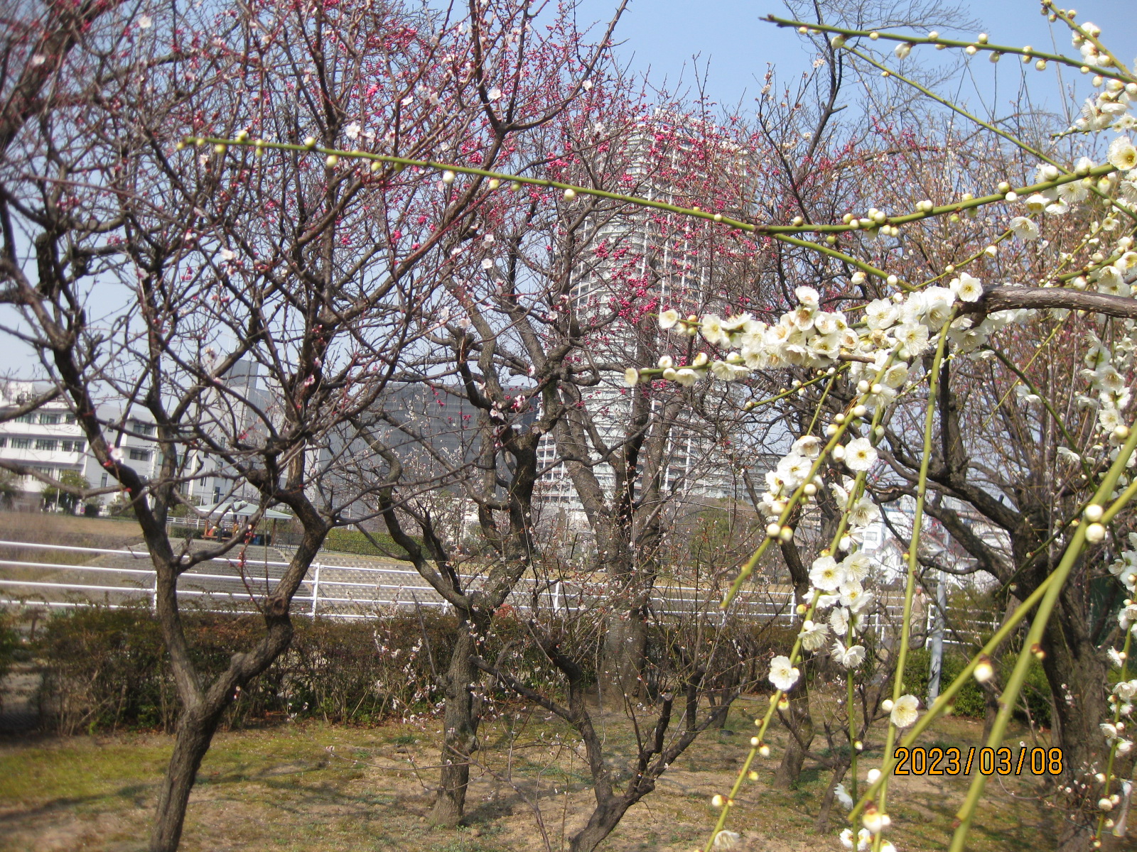 平和公園の梅