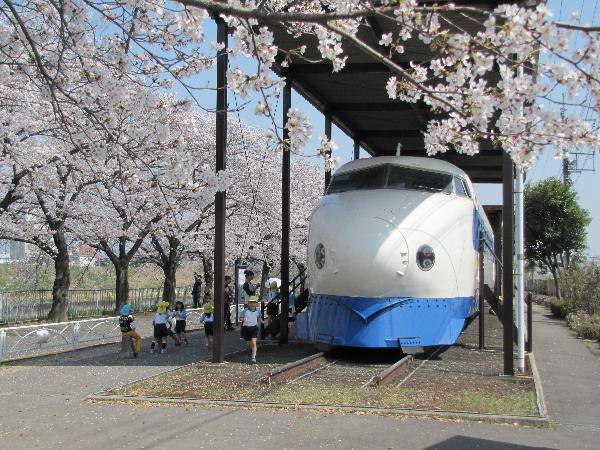 新幹線と桜遊ぶ幼児
