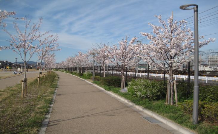 きれいに咲いた、幼木の桜並木の写真
