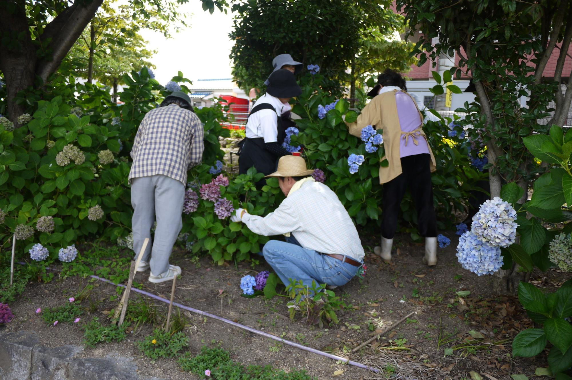 市場OB会のみなさんが来年の為に選定を行っています。