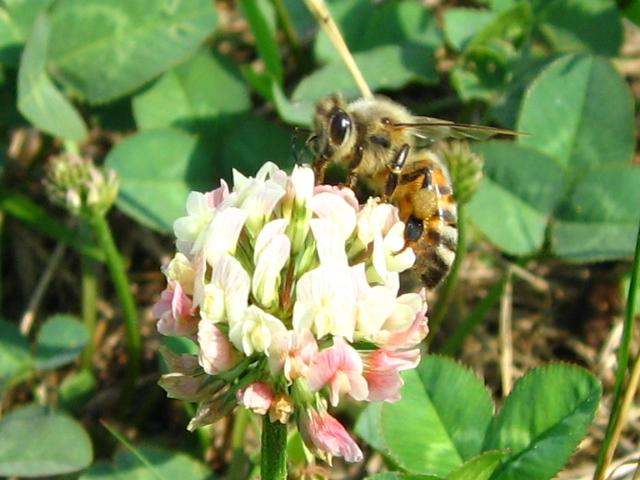 ミチバチの写真