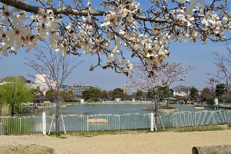 市場池と桜