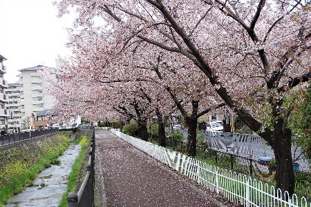 境川と桜