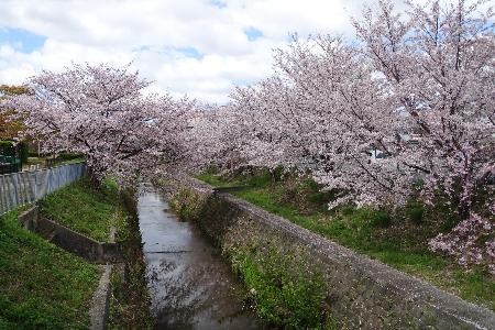 正雀川と堤防いっぱいに咲き誇る桜