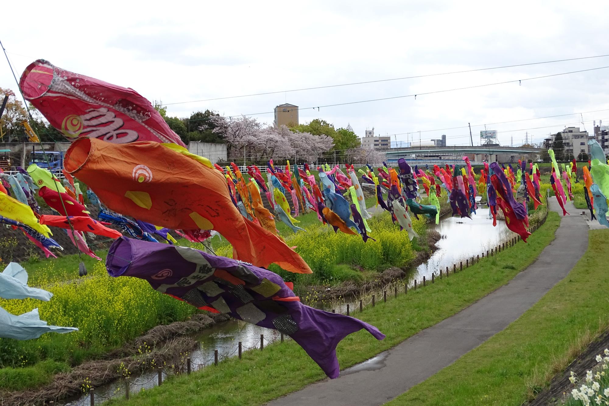 大正川と鯉のぼり