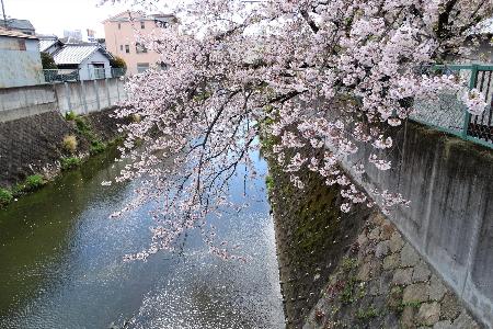 山田川と枝垂れる桜