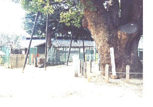 弥栄の樟の石碑の写真