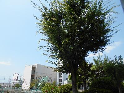 夏の木