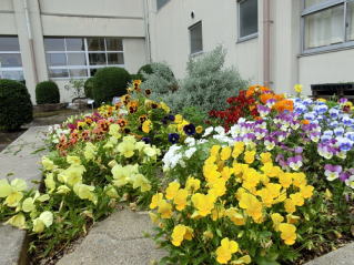 校内の花壇を写した写真。様々な色の花が植えられている。