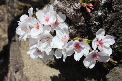 入学式の日の桜の写真です。