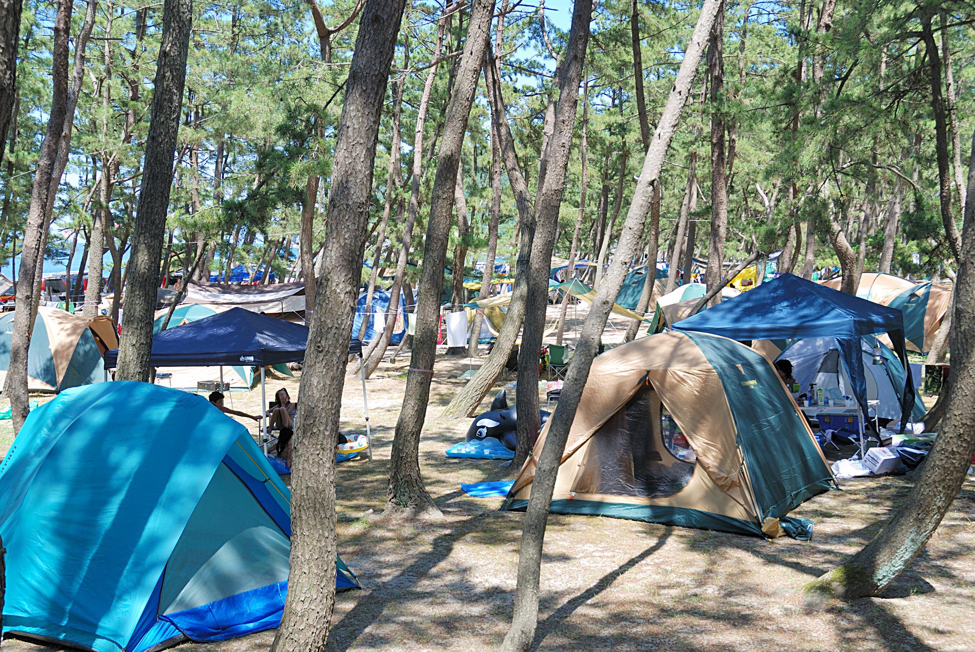 木立のキャンプサイトの写真