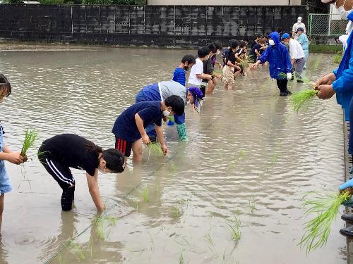 田植え体験