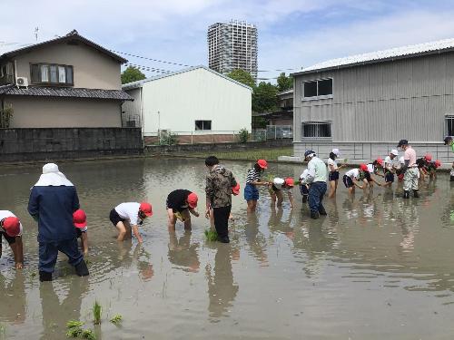 田植え体験