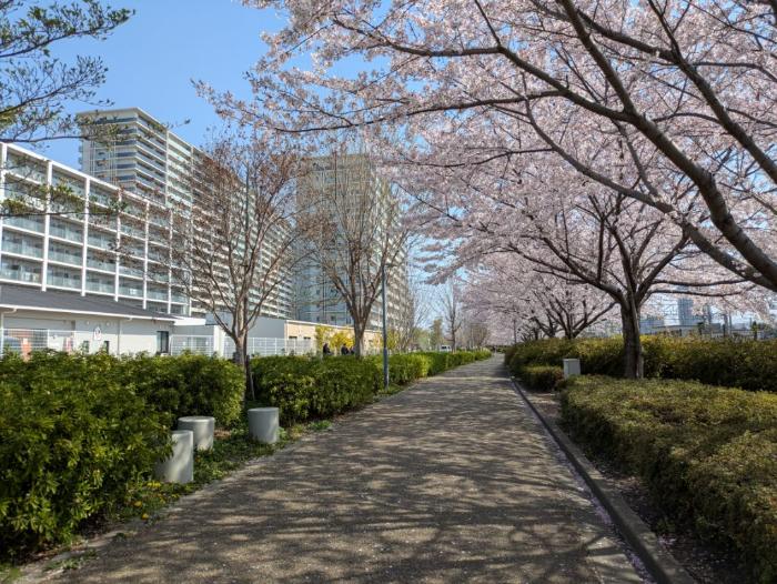建都の桜
