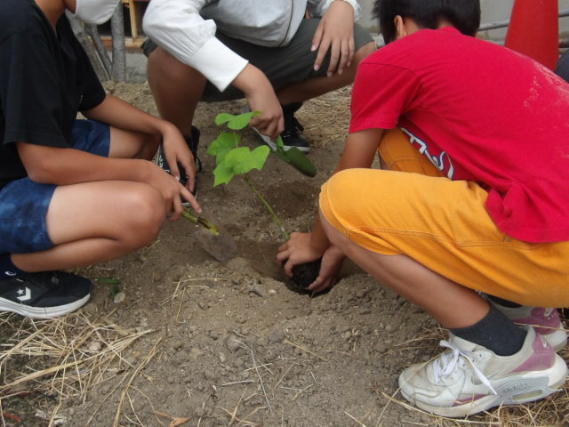 鳥飼北小学校植樹1